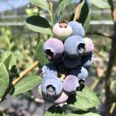 시지아이숲유치원 이미지