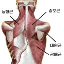 로우앤바디