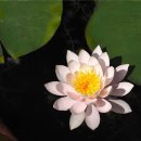 수련