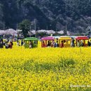 맹방유채꽃마을 이미지