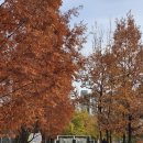 스타게임파크 | 프라임 파크골프채 4스타 세트 초보 남자 여성 골프채 추천