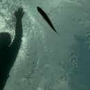 늘푸른산장 | 전남 구례 지리산 피아골 계곡 취사가능 평상대여, 늘푸른산장