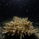 산호환경 이미지