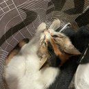 남양종합동물병원 이미지