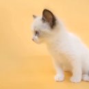 동양애견 강아지분양 고양이분양 이미지