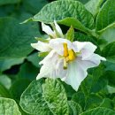 아내의 텃밭 이미지