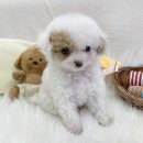 행운캔넬 네이버블로그