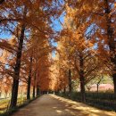 메타길 | ❤️전라도 담양 가볼만한곳! 메타길/메타세콰이어길 가본 후기🫠