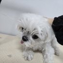 꽃보라미용실 이미지