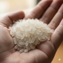 더 해담은 | “2025년 햅쌀 중 최고✨ 밥향부터 다른 더담은 고시히카리 후기!”