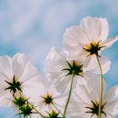 포레성형외과의원 이미지