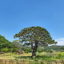 함양 휴천면 목현마을 정대영 구송/ 삶, 숨, 쉼터, 나무 이야기 56 이미지