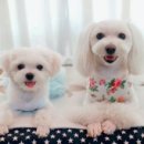 도그마미 이미지