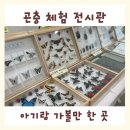 괴산교육도서관 | [공지] 괴산 아기랑 가볼만 한 곳 충청북도 곤충 체험 학습장 실내 전시관