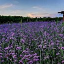 소래화원 이미지