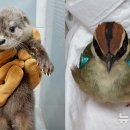 광주광역시 야생동물구조관리센터 이미지