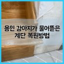 한보라1로 43번길2 | 용인 강아지가 물어뜯은 계단 복원방법
