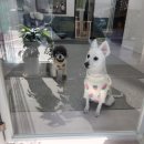 안나 펫 살롱 이미지