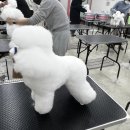 삼성애견 이미지