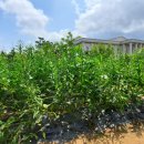 영이농장 이미지