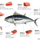 서군참치