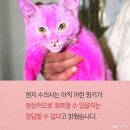분홍고양이 이미지