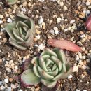 샐리가든 이미지