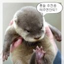 수달