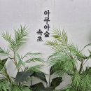 아쿠아숲속초