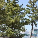 토성농협주유소 이미지