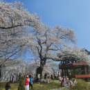 [행사] 2025년 기지시줄다리기 축제 방문 후기(4일간)