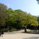 [서울] 천하에서 가장 아름다운 궁궐 후원, 창덕궁 후원 ＜돈화문, 부용정, 부용지, 주합루, 애련정, 애련지, 창덕궁 뽕나무＞ 이미지