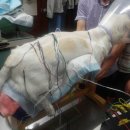 신탄진 동물병원 이미지