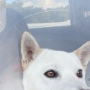 대전본동물병원 이미지