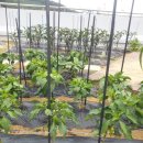 서농초등학교 이미지