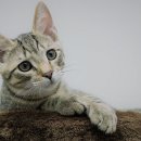 목동 동물병원 이미지