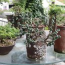 들꽃이 있는 바다 이미지