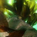 다이빙 포인트로 각광받는 `인공어초` 이미지