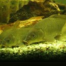 민물나라 이미지