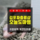 향내음댕댕이용품샵 | [경기 / 김포] 김포파충류샵!!! 귀염뽀짝 게코도마뱀 가득한 오늘도마뱀 김포 파충류분양 솔직 후기★