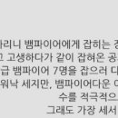 레드슈가(Red Sugar) 이미지