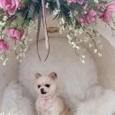 몽클똥개 이미지