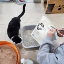 파주고양이 미용실 | 고양이 보호소 봉사 동물자유연대 온캣 일일봉사 후기