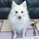 라온덴탈 | 강아지 치석 제거에 좋아? 애견영양제 퓨어메라 라온덴탈 후기