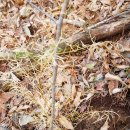 천문동 농장 이미지