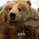 곰방와 이미지