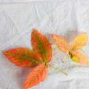 트니트니유치원 Daum카페