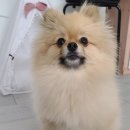 봄날의 댕댕이 이미지