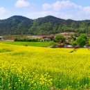 2025 회룡포 봄꽃축제 이미지