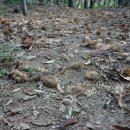 밤까시목장 이미지